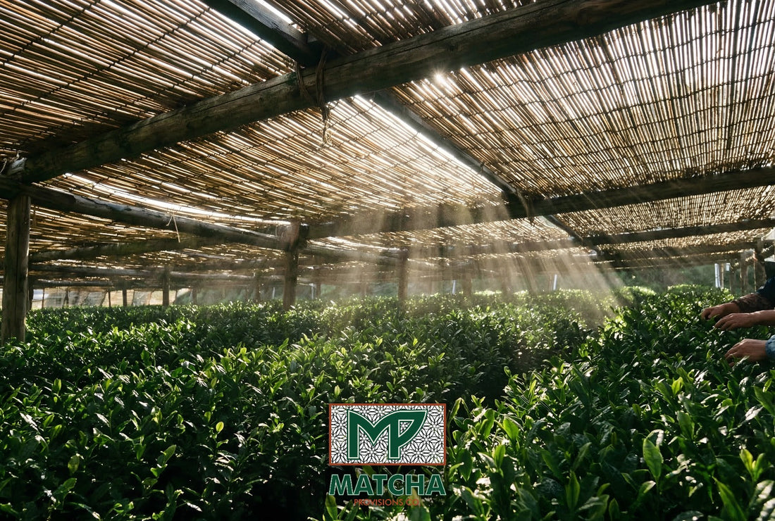 How Ceremonial Grade Matcha Came to Be: 800 Years of Craft | Matcha Provisions Co.