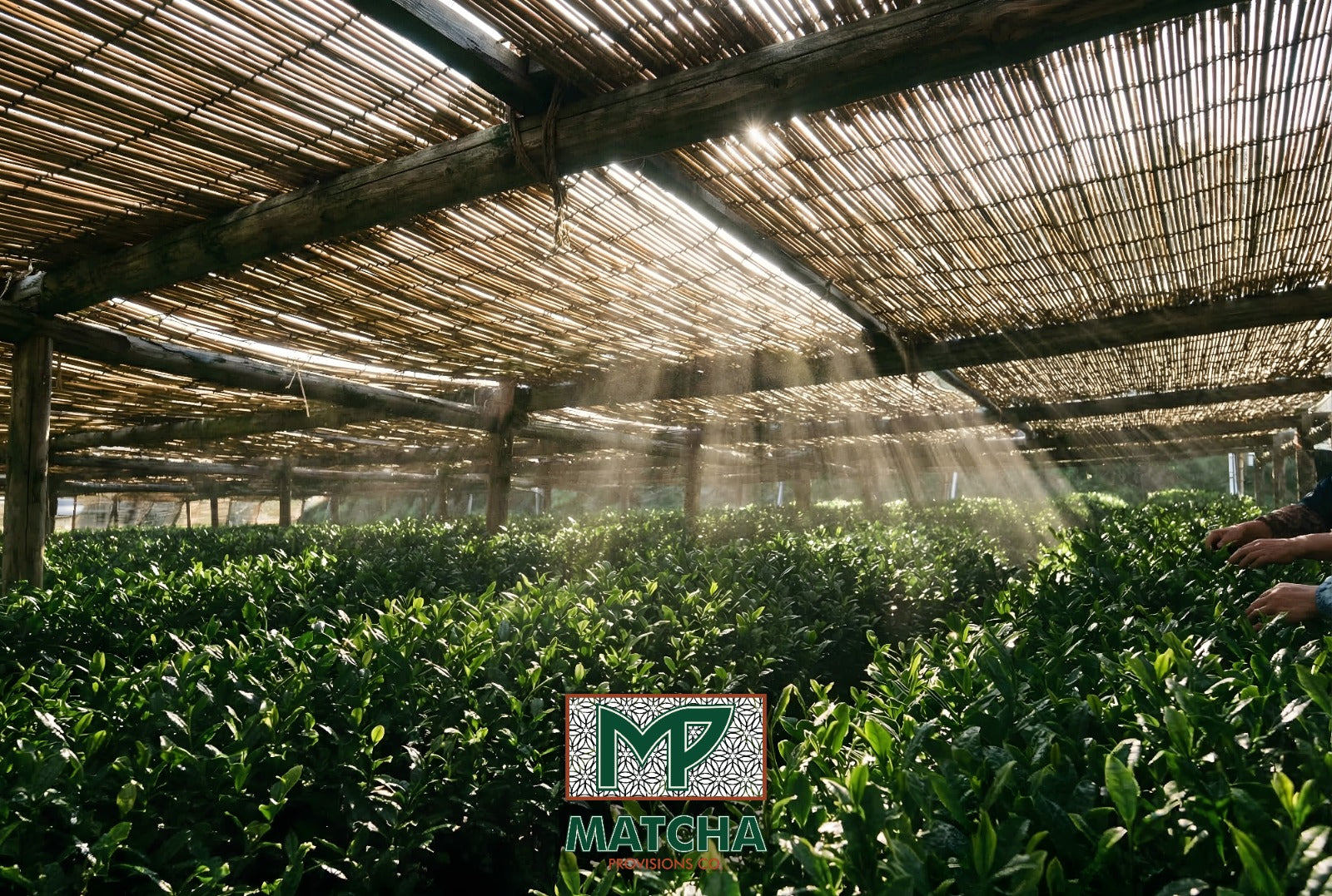 How Ceremonial Grade Matcha Came to Be: 800 Years of Craft | Matcha Provisions Co.