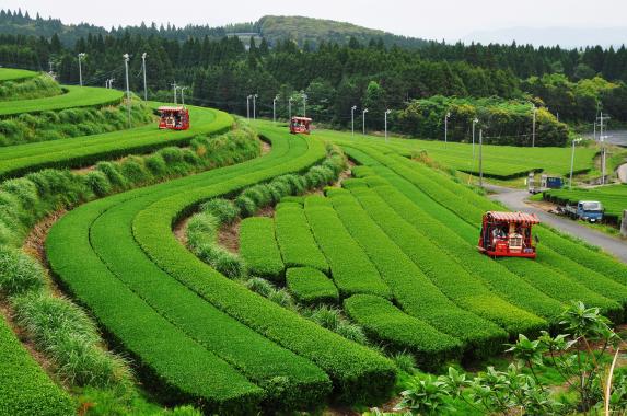Kagoshima, Kyushu: The Volcanic South That Produces Japan's Most Intense Ceremonial Matcha